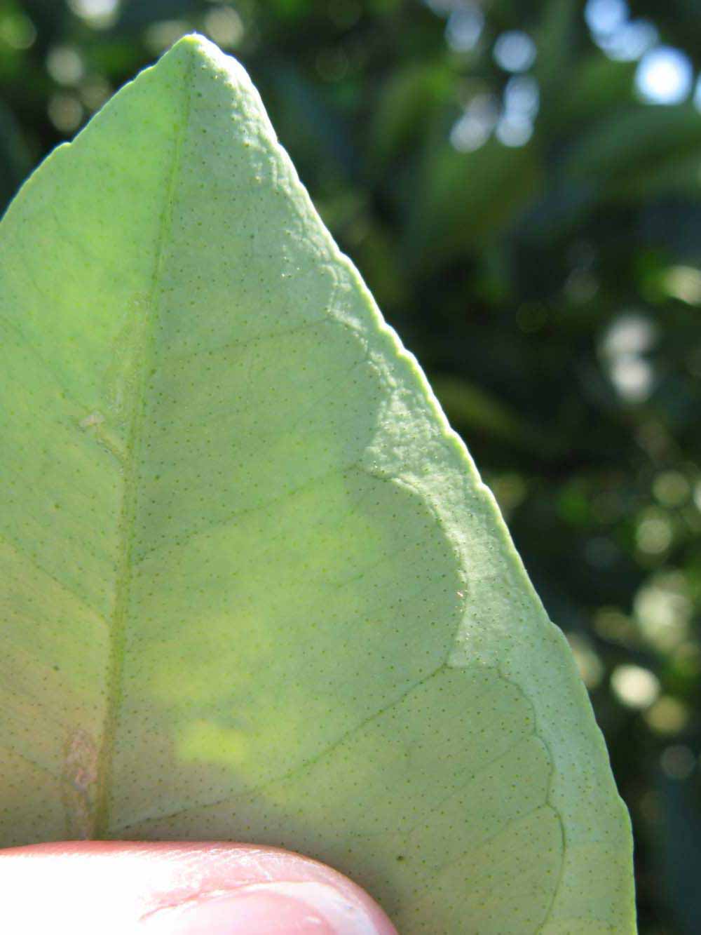              Margin (Winter Haven, FL)       